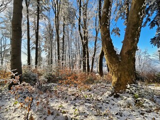 forest in winter in daylight
