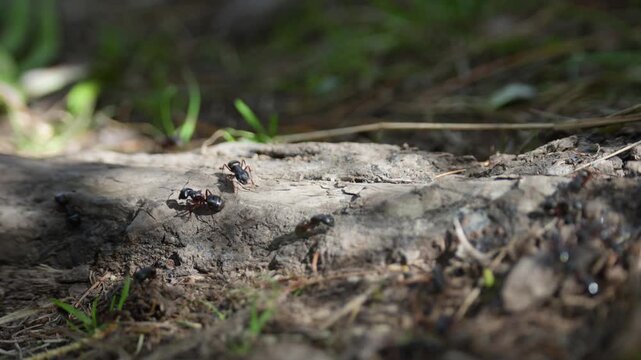 Ants crawling on an anthill. Close-up.