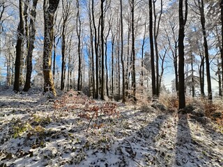forest in winter in daylight