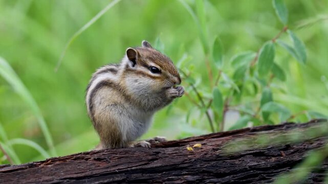 Chipmunk sits on a log close up. Russia, Altay