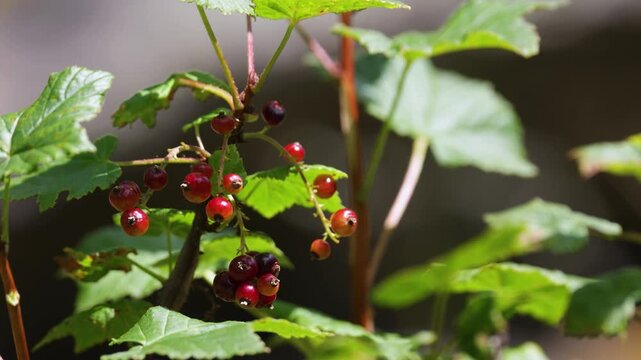 A close-up of a red currant branch with berries