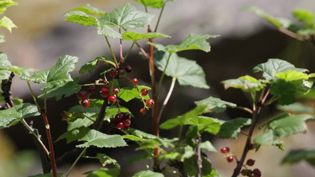 A close-up of a red currant branch with berries