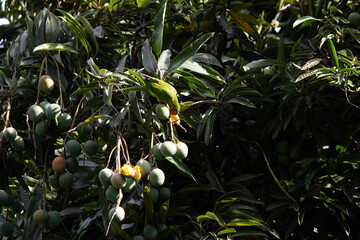 Obraz premium Bando de Periquito Rei