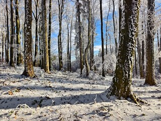 forest in winter in daylight