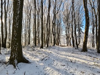 trail through the winter forest