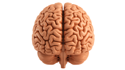 Anatomical human brain model isolated PNG, detailed cerebrum and cerebellum for medical education and neuroscience resources on transparent background 
