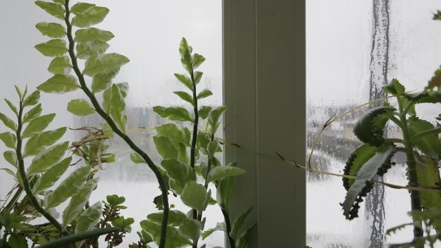 Potted houseplants sit on a windowsill against a wet, steamy window pane. The camera slowly pans right, revealing more foliage on a gloomy, overcast day.