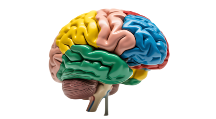 Colorful human brain model isolated PNG, anatomical teaching aid on transparent background for medical education and neuroscience studies 

