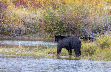Grizzly Bear in Autumn in Grand Teton National Park Wyoming