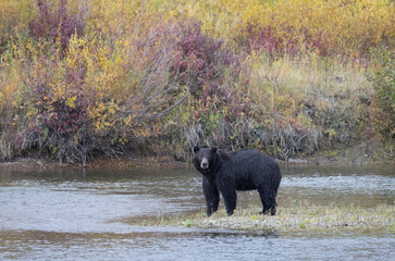 Grizzly Bear in Autumn in Grand Teton National Park Wyoming