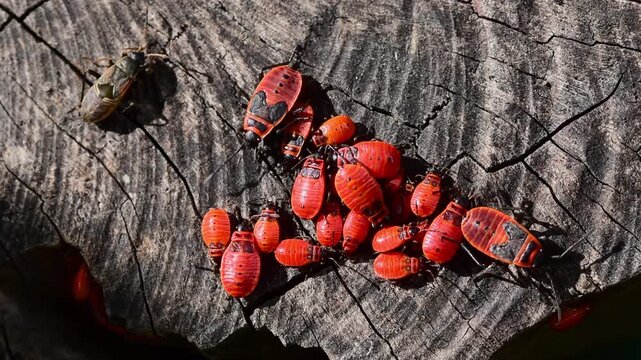 Firebugs (pyrrhocoris apterus), red insect bugs with black dots, crawling on wood
