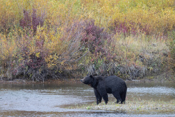 Grizzly Bear in Autumn in Grand Teton National Park Wyoming