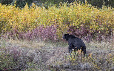 Grizzly Bear in Autumn in Grand Teton National Park Wyoming