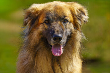 portrait of a german shepherd © talavietis