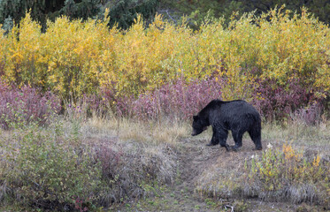Grizzly Bear in Autumn in Grand Teton National Park Wyoming