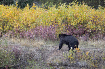 Grizzly Bear in Autumn in Grand Teton National Park Wyoming