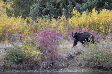 Grizzly Bear in Autumn in Grand Teton National Park Wyoming