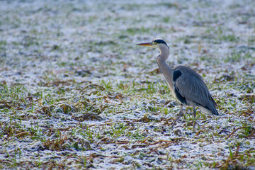 Grey heron standing on a frost-covered agricultural field in winter