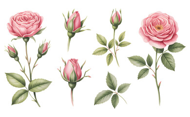 Soft pink garden roses hand painted watercolor isolated on white background. 
