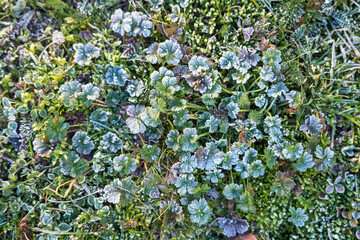 Frost-covered, low-lying plants and herbs form a dense green pattern, coated in fine hoarfrost on a cold winter morning