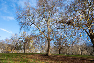 Obraz premium Walking in Green Park in London in December, surrounded by lush trees, open lawns, and peaceful paths, place for relaxation and scenic walks