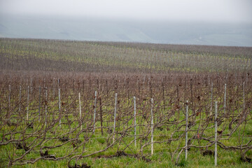 Fototapeta premium Winter landscape with fog over the Côte des Blancs vineyards in Champagne, Chardonnay vineyards, Grand Est wine region, France