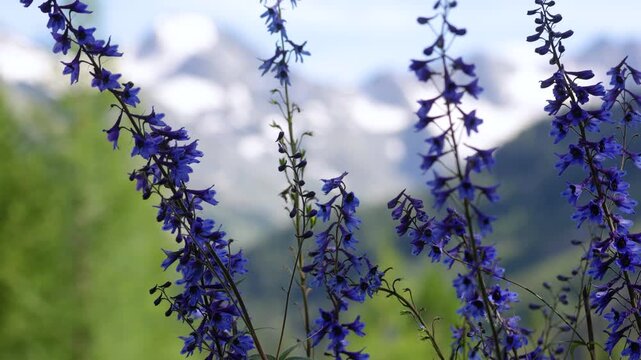 Picturesque mountain valley with forest and snow-capped mountains in the background