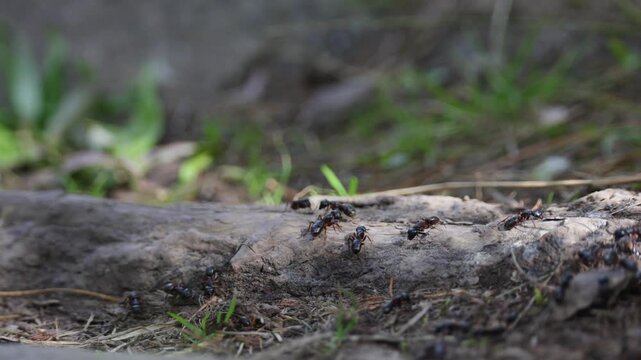 Ants crawling on an anthill. Close-up.