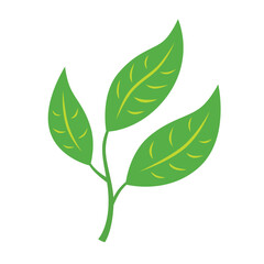 Green tea leaves branch illustration isolated vector