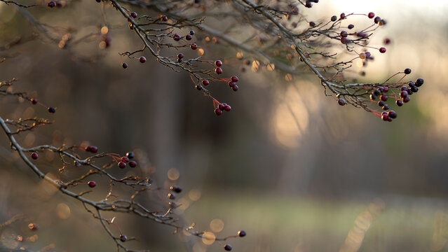 Wild berry covered twigs with soft bokeh and golden backlight in a tranquil woodland scene. Hawthorn (Crataegus). Red berries on bare branches glowing in warm sunset light during late autumn.  - Powered by Adobe