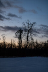 Fototapeta premium Winter morning tree