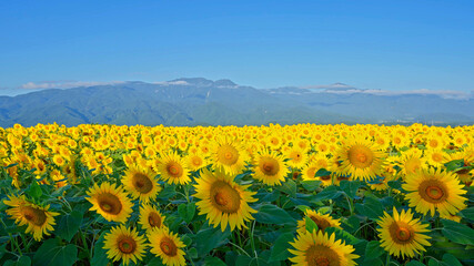 Fototapeta premium Sunflower cultivation plots in the process of flowering and pollination