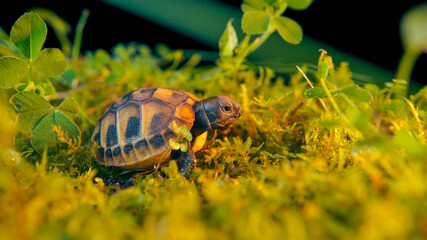 View of a giant tortoise at a wildlife conservation center