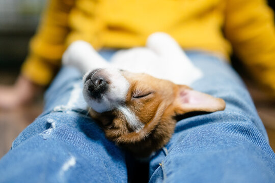 A peaceful puppy sleeping soundly on a human lap, dressed in denim, embodying trust, comfort, and the warmth of companionship between pets and their owners.