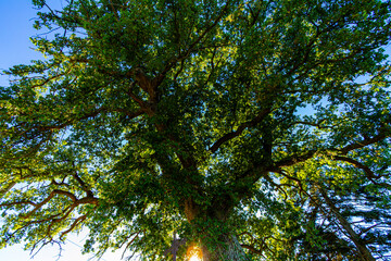 Obraz premium Chêne photographié par dessous par une belle après midi d'été