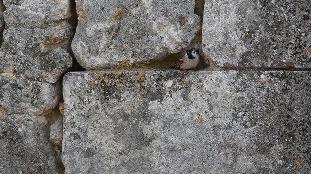 Eurasian tree sparrow (Passer montanus) perched on an old stone wall