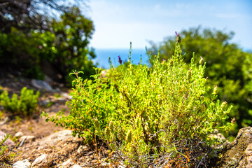 Obraz premium Wild lavender plant flowers blooming on rocks of Ikaria island, Greece longevity blue zone used for herbal tea macro closeup and sea background