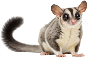 Adorable fluffy common brushtail possum with soft grey and white fur, delicately posed in a crouching position with large, expressive eyes, illuminated by soft, isolated on transparent background.