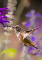 Fototapeta premium Hummingbird in Flight