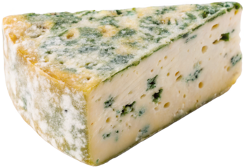 A substantial, irregularly shaped wedge of creamy, semi-hard blue cheese with prominent veining and scattered holes rests on a reflective black surface,, isolated on transparent background.