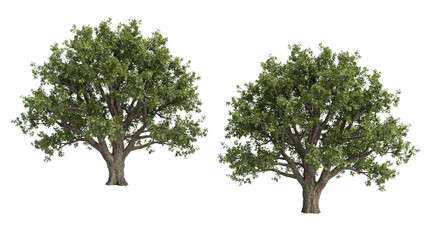 Two green oak trees on transparent background