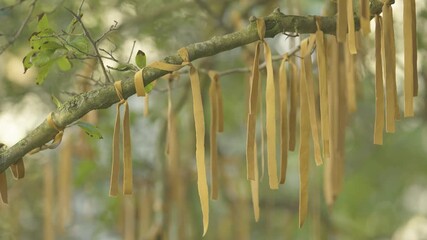 Tree branch decorated with yellow ribbons hanging softly in sunlight in peaceful forest