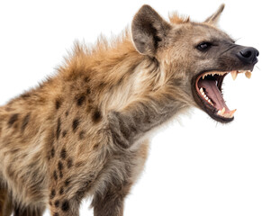 Fierce and powerfully built spotted hyena with coarse, mottled fur and a determined expression, is captured in a dynamic pose with its mouth wide open revealing, isolated on transparent background.