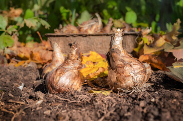 Daffodil bulbs ready to be planted in the home garden.