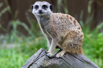 Fototapeta premium suricate