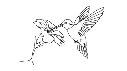 Fototapeta premium Hummingbird feeding on flower in minimalist line art with black outline on white background for nature illustration