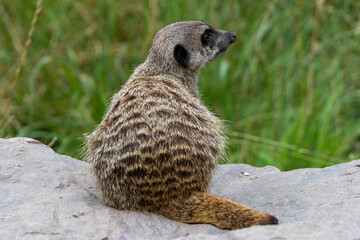 Fototapeta premium suricate