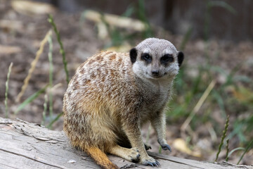 Fototapeta premium suricate