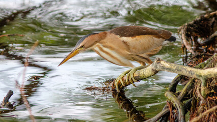 great blue heron