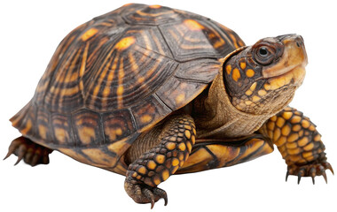 Obraz premium Beautifully patterned eastern box turtle with a textured, scaly shell and wrinkled skin, cautiously extends its head and legs forward in a natural pose,, isolated on transparent background.